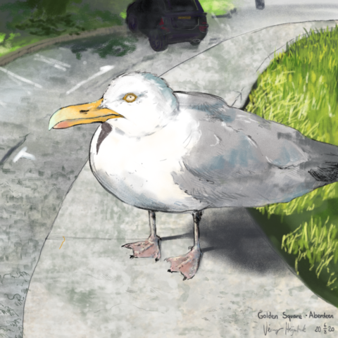 The Gull, Golden Square, Aberdeen, Scotland Herring Gull illustration