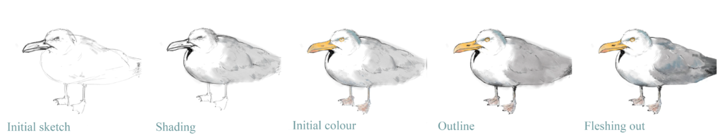 process of drawing the gull